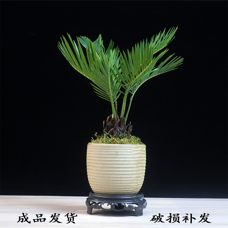 铁树盆景茶台桌面精品小绿植摆件室内办公室植物苏铁微型盆栽好养图片