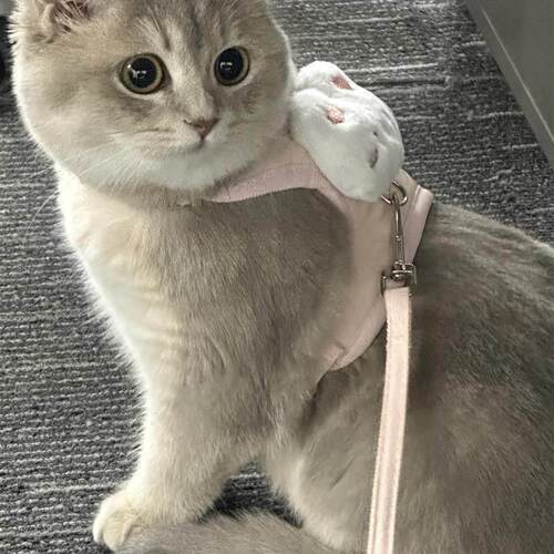 猫咪牵引绳防挣脱外出专用背心式防走丢工字抱婴袋遛猫狗宠物用品