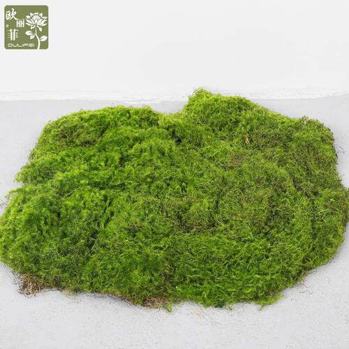 仿真植物草坪苔藓 室内景观摆件装饰植物墙仿生 仿真青苔造景