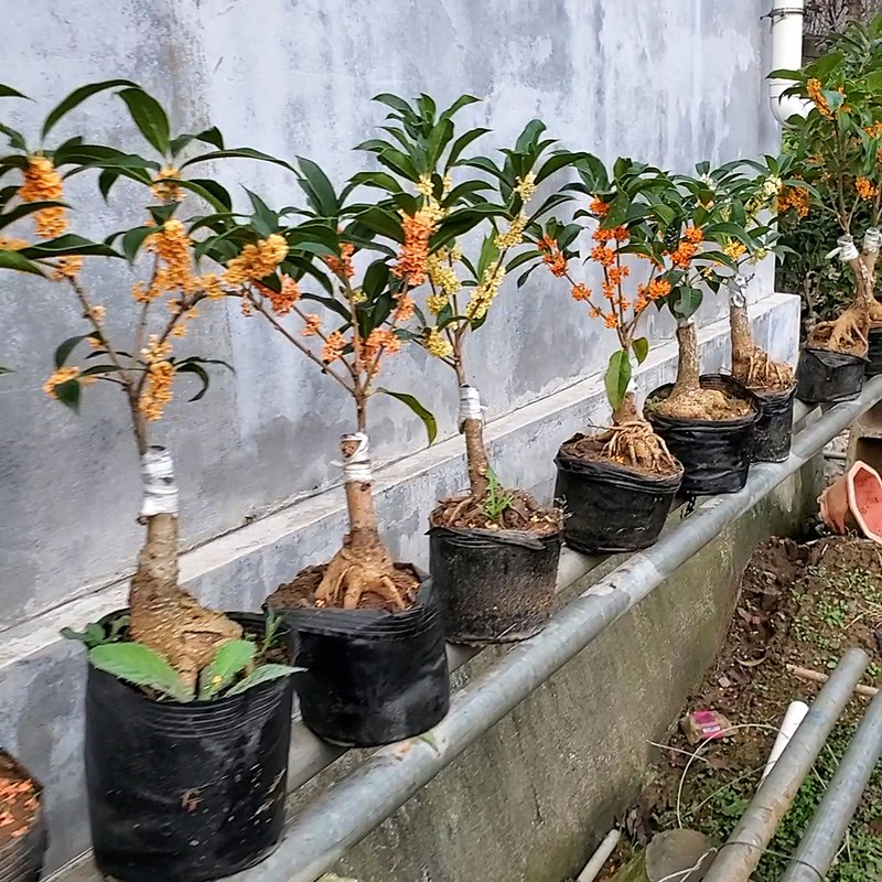 桂花盆景金桂盆栽丹桂绿植桂树苗日香桂嫁接沉香桂花八月花
