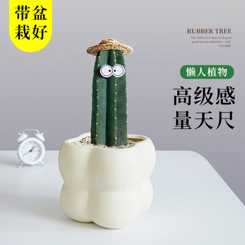 量天尺仙人柱带陶瓷花盆室内盆栽仙人掌多肉植物绿植