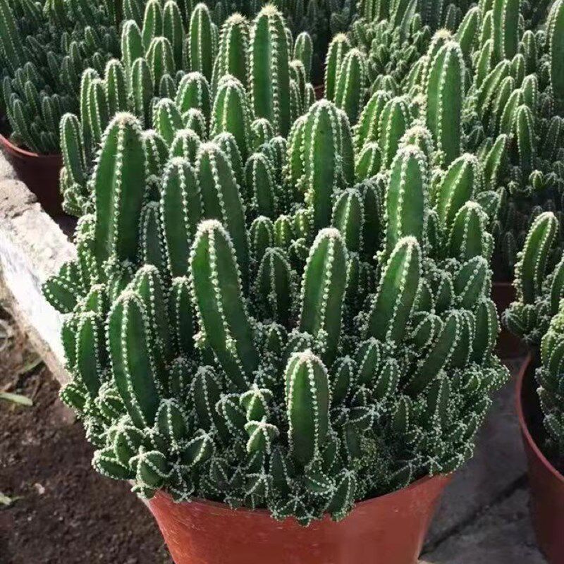 超大万重老桩多肉植物盆栽含盆带土栽好室内辐射绿植