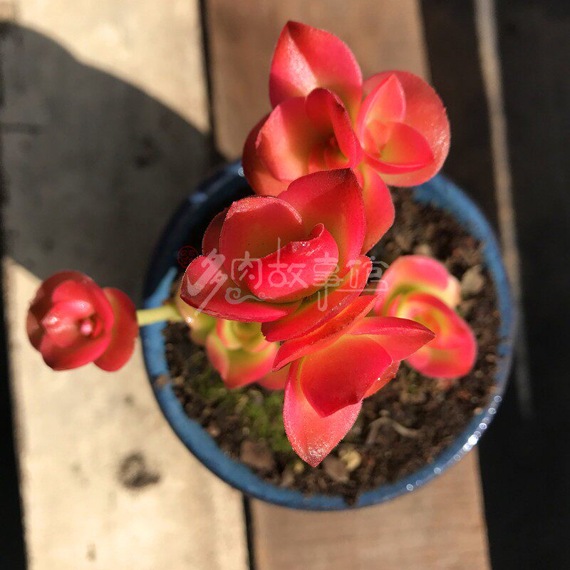 多肉植物【玫瑰火祭】红红火火红色火炬品相敌庭院窗台阳台花