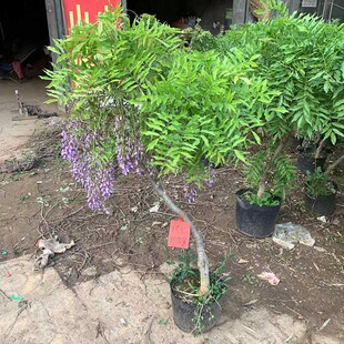 紫藤花树苗老桩盆栽盆景爬藤植物原盆发货好养活当年开花庭院耐寒