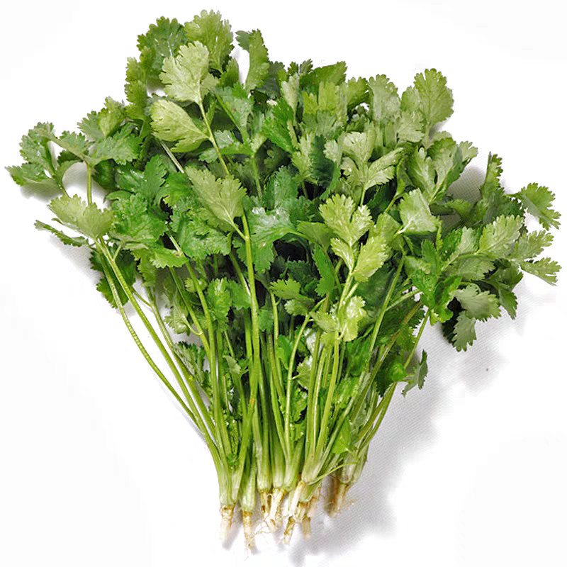 【新鲜有机】有机香菜顺丰包邮1斤2斤泡沫箱装沙拉食材