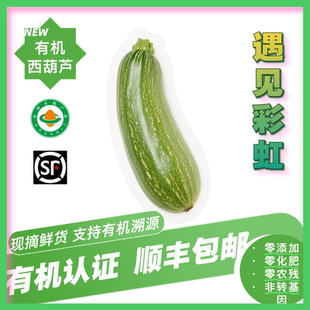 茭瓜云南小瓜有机认证无农残新鲜蔬菜 有机西葫芦