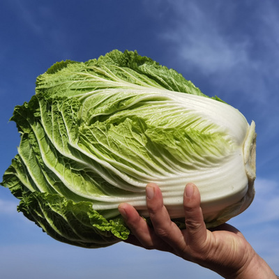 有机胶东大白菜伏白菜有机认证新鲜蔬菜现摘现发