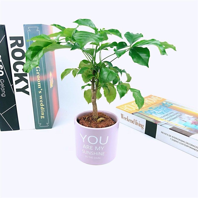 提根幸福树盆栽造型绿宝盆景四季常青室内阳台客厅观叶植物办公室