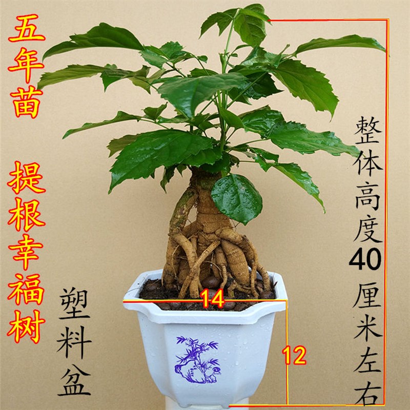 提根绿宝幸福树盆栽 室内客厅办公室绿植花卉 平安树易养易活喜阴