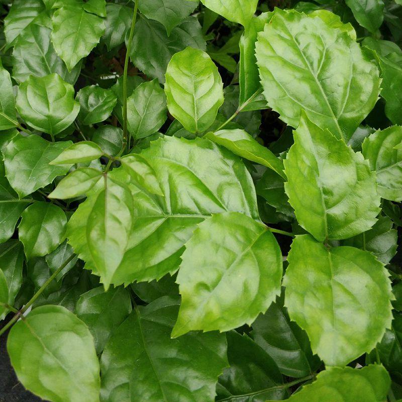 提根幸福树绿宝盆栽造型盆景室内小盆景办公室盆栽