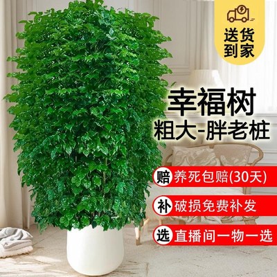 幸福树客厅大盆栽落地大号老桩绿植室内大型办公室高级感大棵植物