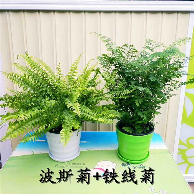 蕨类创意盆栽鸟巢厥波斯狼尾厥铁线厥水培办公室背景四季常青植物