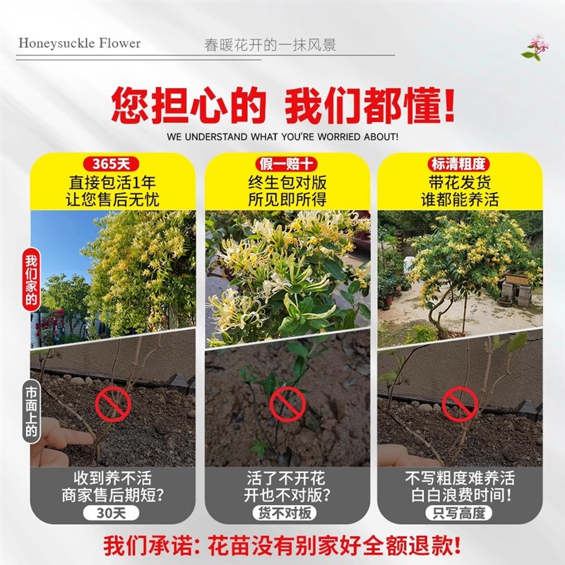 金银花树苗盆栽带花苞老桩造型盆景阳台庭院爬藤植物四季开可食用