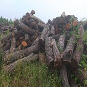 欢迎订购瘤供应料 货源充雕刻用 形状奇特 足 枣木墩枣多树木料