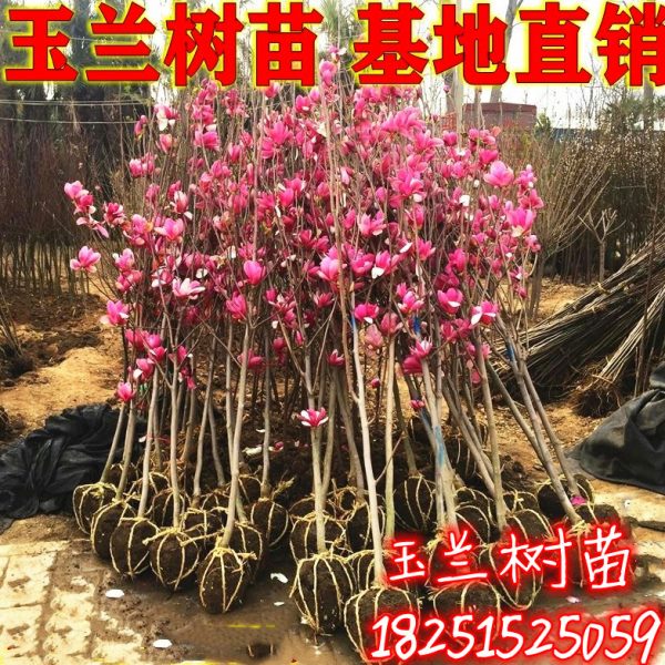 玉兰树苗 玉兰苗 白玉兰 红玉兰 紫玉兰 玉兰小苗 庭院绿化苗木