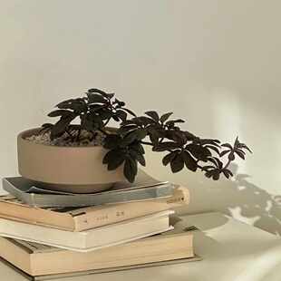 植物私生活 厄瓜多尔紫茄藤蔓爬藤垂吊植物喜阴卫生间氧气雨林缸