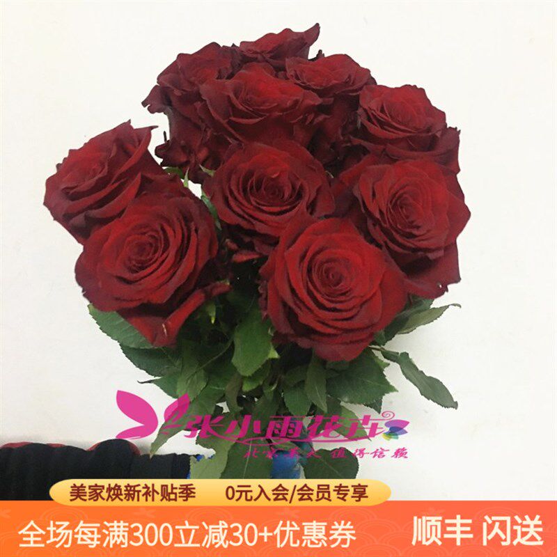 厄瓜多尔头玫瑰 探索者玫瑰花 暗红色枪炮玫瑰生日爱情鲜花