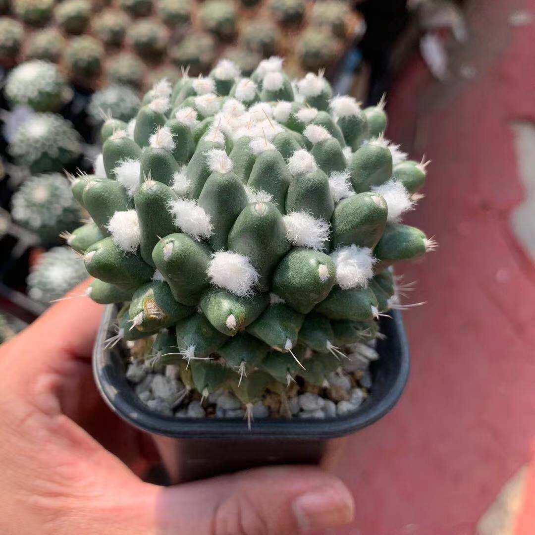 雪糕仙人球实生品种花卉好养活仙人掌类开花白毛多肉植物盆栽