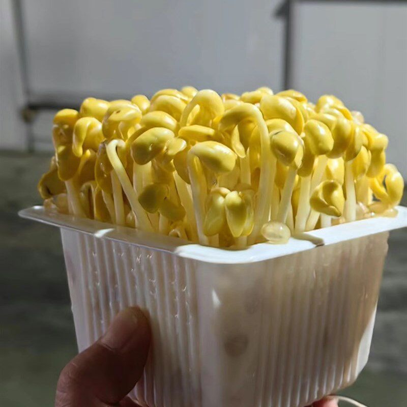 育苗盒孔盒漏芽菜种植盒火锅豆芽菜盒盒孔漏