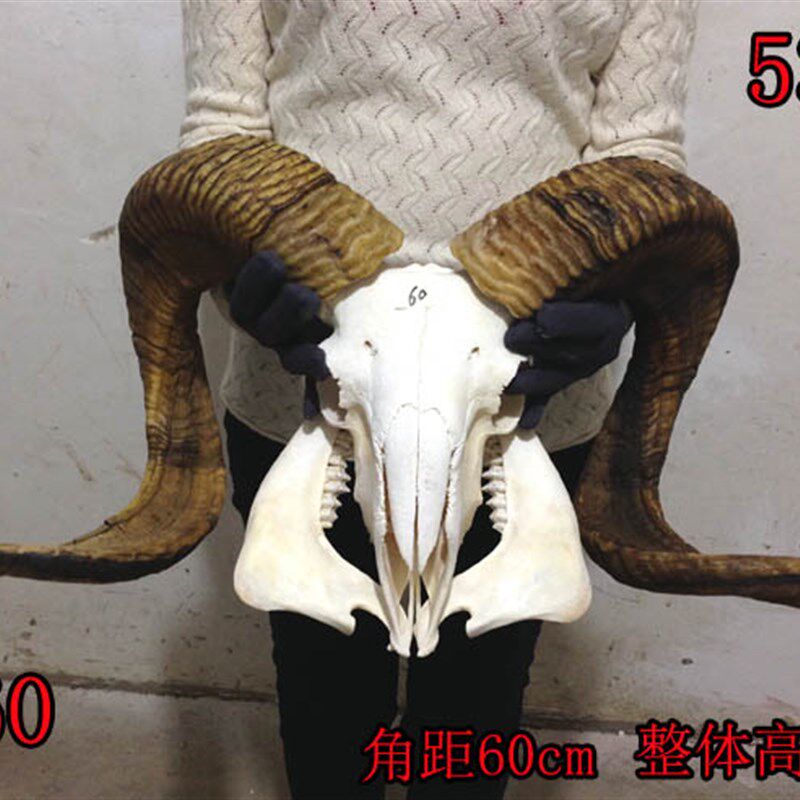 藏区真羊头头骨工艺品标本品 天然牦牛羊头壁挂家居