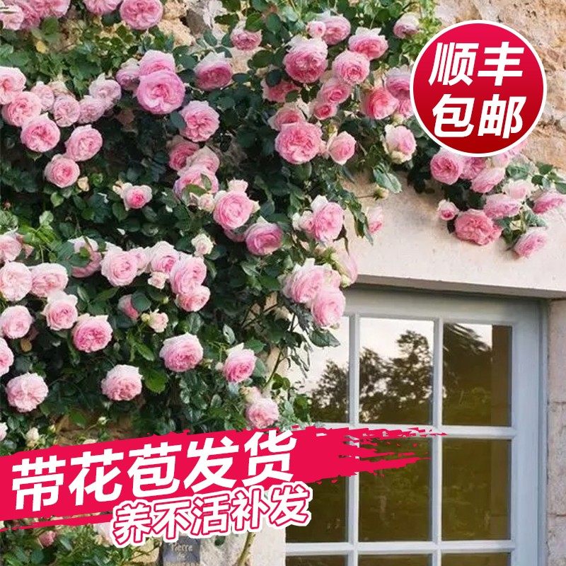 藤本月季爬藤苗蔷薇花苗特花树苗庭院爬墙植物四季开花卉盆栽