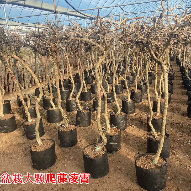 盆栽凌霄花树苗爬藤植物颗苖公分粗原盆原土木架发货庭院耐寒