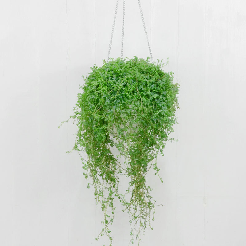 变色龙新奇植物室内室吊篮绿植花卉垂吊盆栽四季常绿