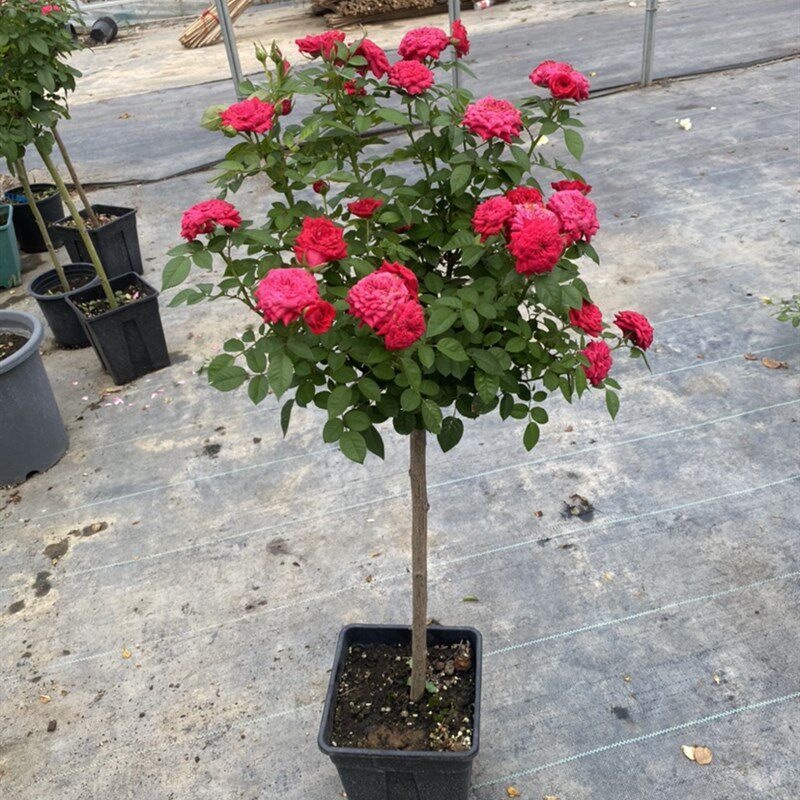 杆树状月季花苗特花盆栽树形树桩庭院嫁接玫瑰棒棒糖浓香花卉