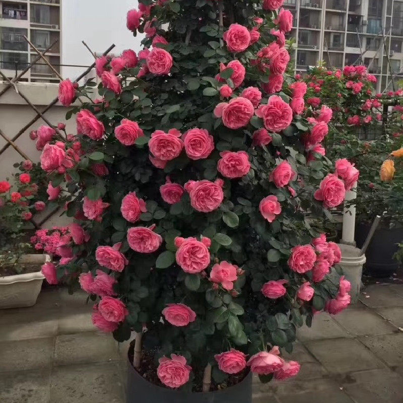 粉色达芬奇藤本月季花苗粉达庭院阳台盆栽爬藤植物蔷薇花苗玫瑰花