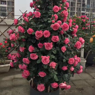 粉色达芬奇藤本月季花苗粉达庭院阳台盆栽爬藤植物蔷薇花苗玫瑰花