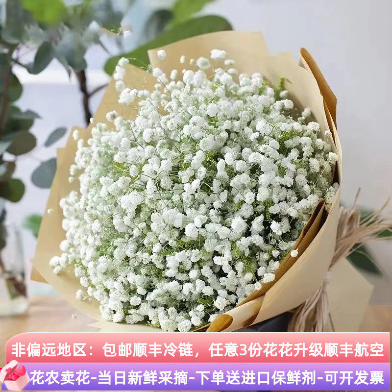 满天星鲜花斗南直发云南基地昆明花卉花束客厅摆设鲜切花花瓶插花