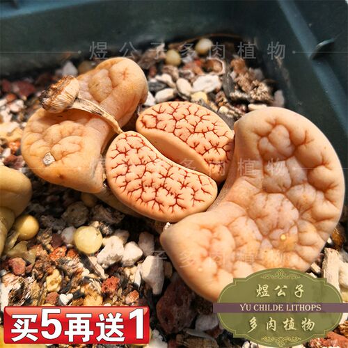生石花C189荒玉多肉植物2年番杏红纹脑岛田种源绿植盆栽买煜公子