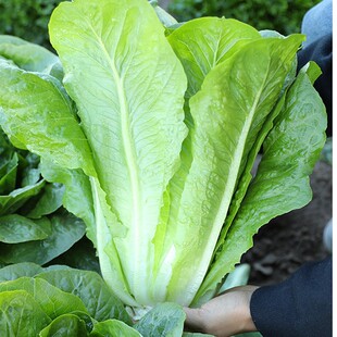 孔雀菜种沙拉生菜种子种籽咖啡菜四季盆栽蔬菜菜种孑菜苗菜籽籽种