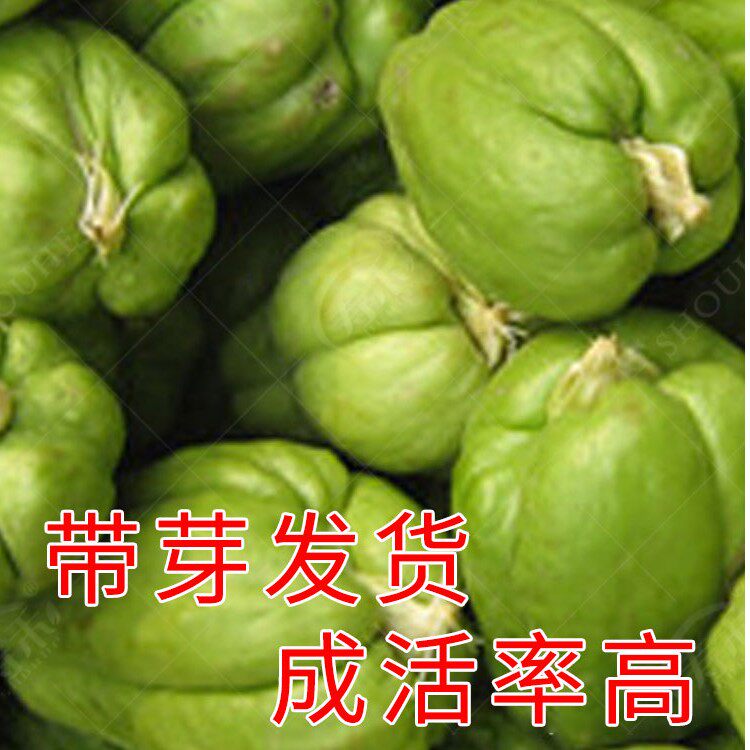 发芽佛手瓜种子寿光好苗种籽苗秧家庭园艺种子