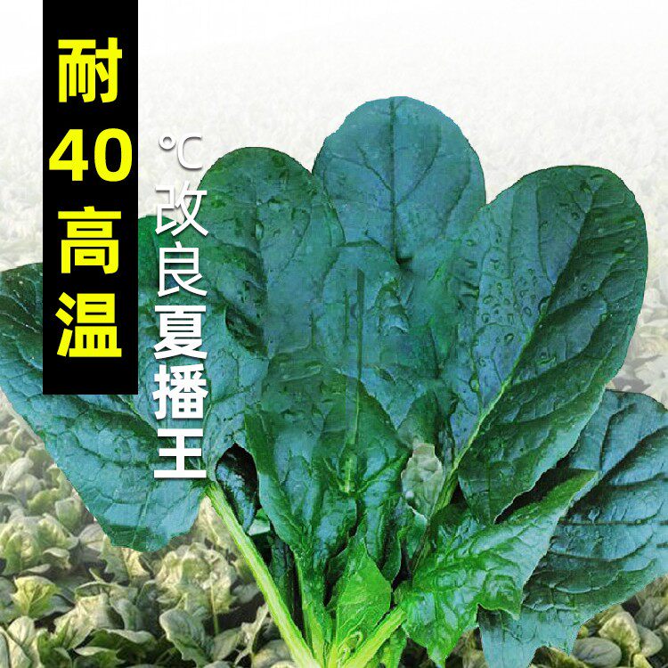 超耐热夏播王菠菜种子种籽高产春籽种夏季秋季四季蔬菜孑波菜夏子