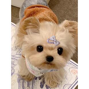 约克夏头饰马尔济斯发夹小狗鼻梁夹宠物梳夹狗狗蝴蝶结发卡小夹子