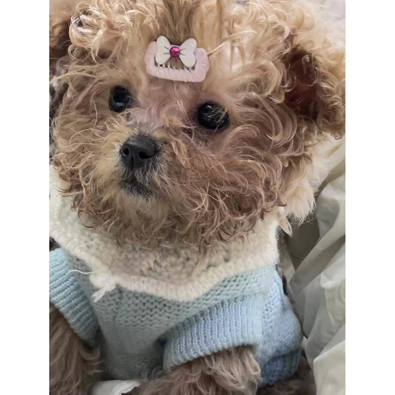 宠物小发夹狗Bb发夹马耳他发夹糖果色破发夹雪纳瑞约克郡头配件