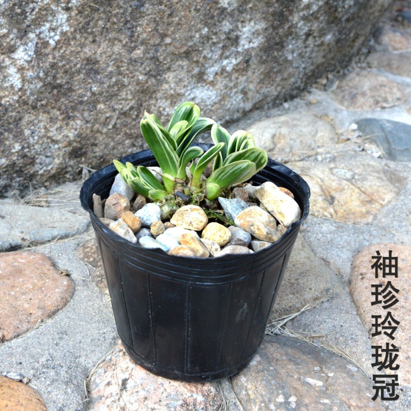 高品质矮种d金边叶艺兰花玲珑冠不带花苞室内绿植盆栽观花植物室