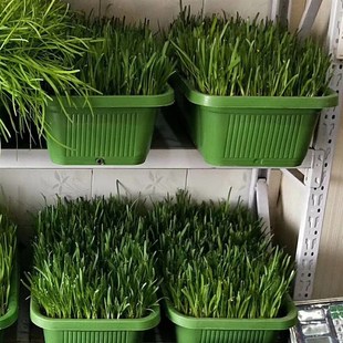 南宫特产黄韭盆景韭菜根盆栽苗室内阳台庭院无公害有机蔬菜农产品