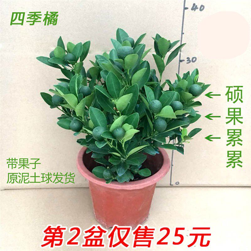 四季橘子树盆栽大金钱桔苗朱砂橘室内外阳台耐寒常青植物观赏带果