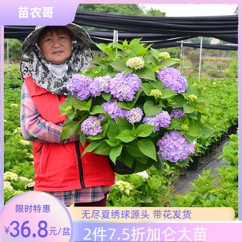 无尽夏绣球花苗带花苞四季开花绣球大苗加仑盆栽庭院花园绿化植物