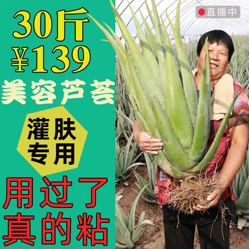 纳豆牛奶美容芦荟盆栽30斤大棵美容院灌肤专用库拉索芦荟罐肤叶