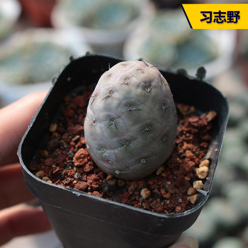 花田舍 习志野仙人球 自根开花团扇属稀有贵货无刺多肉植物小盆栽