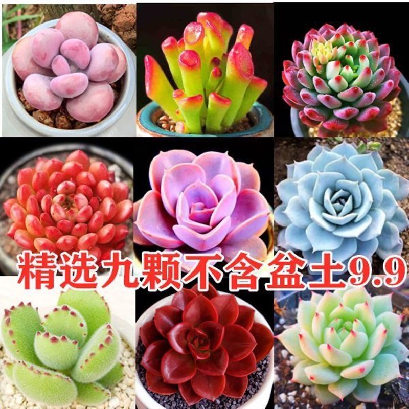 多肉植物组合盆栽防辐射绿植花卉办公室阳台新款盆景