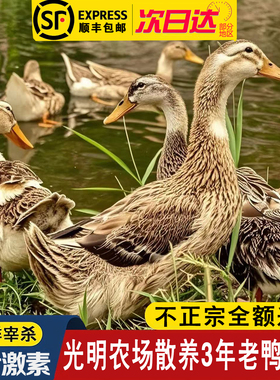 顺丰包邮光明农场散养仔麻鸭三年老鸭子土鸭正宗新鲜现杀放养整只