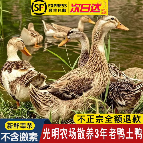 光明崇明农场散养3年老鸭青年鸭