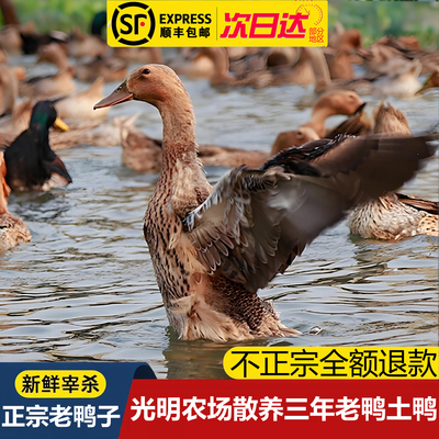 光明崇明农场散养2年老鸭仔麻鸭