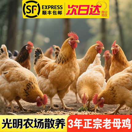 顺丰包邮 光明农场散养正宗3年以上老母鸡走地鸡土鸡整只现杀炖汤