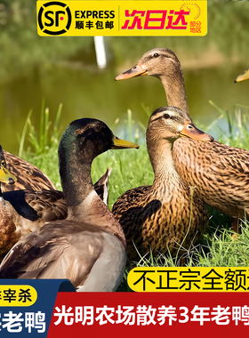 光明崇明农场散养三年老鸭子土鸭子生鲜鸭肉麻鸭正宗现杀整只新鲜