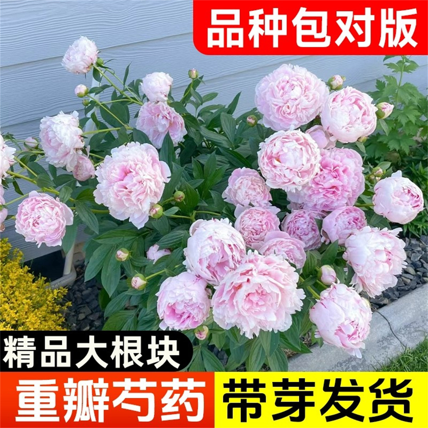 重瓣芍药花苗四季播种带芽大根块种球御前表演芍药多年生花卉盆栽图片